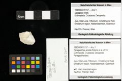 Foto (Objekt + Etiketten) von Paragalathea arcella (Robins et al., 2016) 